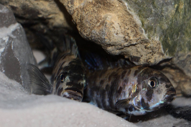 Genyochromis mento 'Lutara Reef (Cove Mountain)'